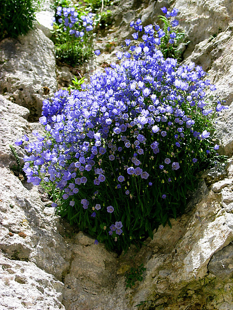 Mauerblümchen an der Festung Hohensalzburg