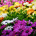 Blumen auf dem Markt in Salzburg