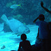 Grouper considering eating tourists