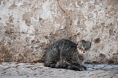 Almada Cat