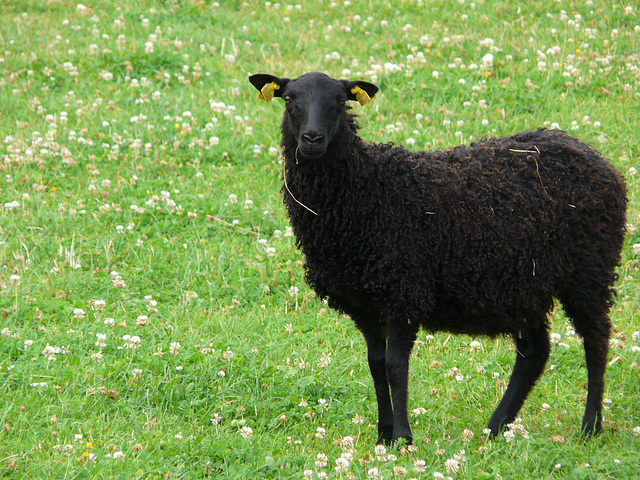 Ich will kein schwarzes Schaf sein