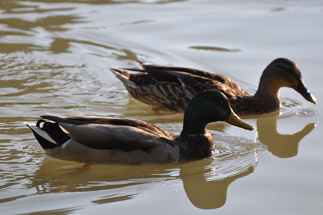 CANARDS