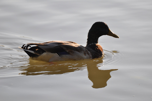 CANARD