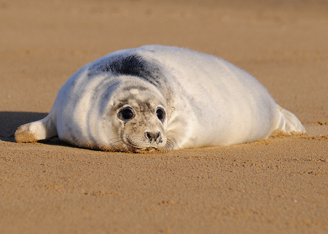 Seal pup 1