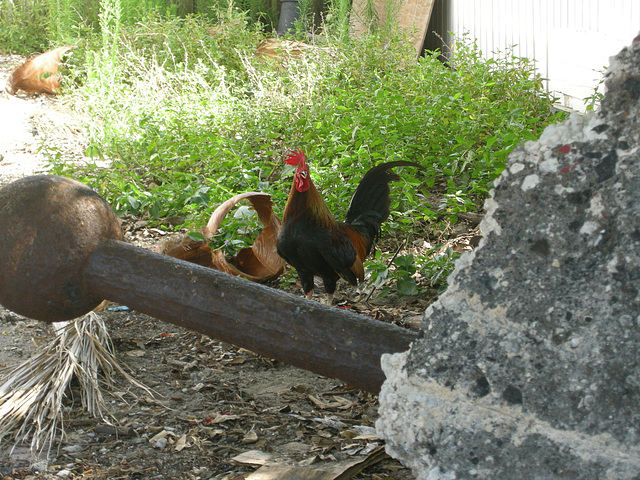 Biohuhn, auf jeden Fall