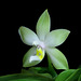 Phalaenopsis violacea var. alba