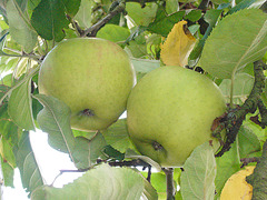 Winteräpfel