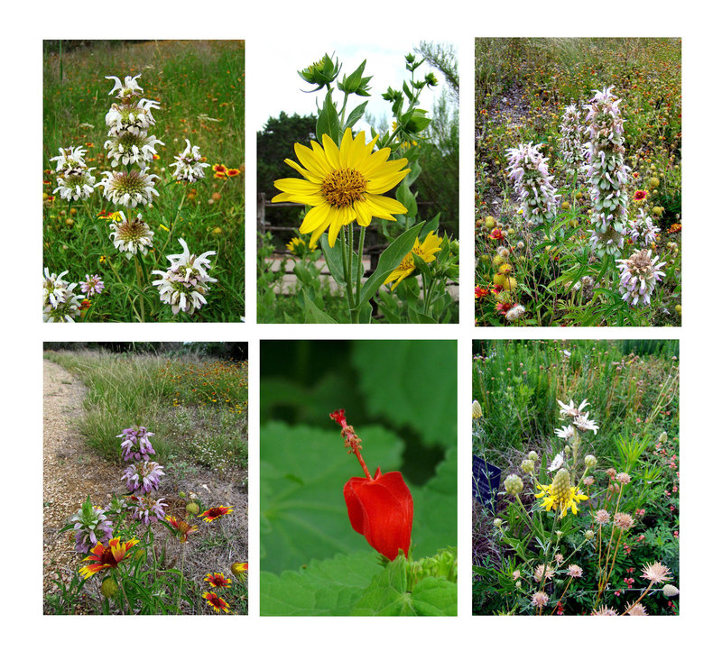 Wildflowers