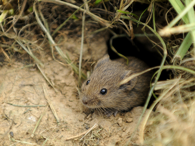 Maus