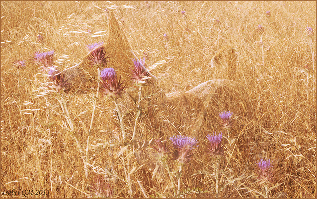 Poesia da terra sedenta, Cynaras algarbiensis e Estrelinha