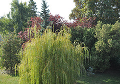 SOLEIL SUR ARBRES DU JARDIN