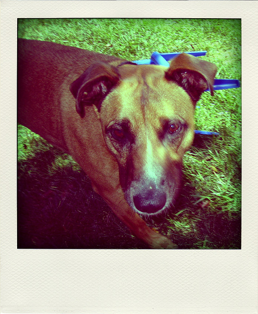 Colby (3353) - Poladroid