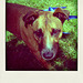 Colby (3353) - Poladroid
