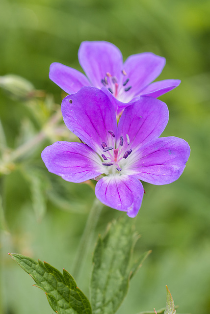 Blümchen - 20130615