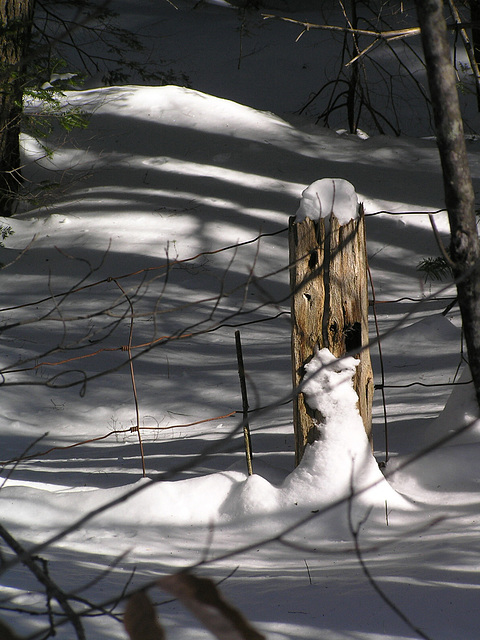 Old fence