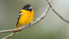 Oriole de Baltimore