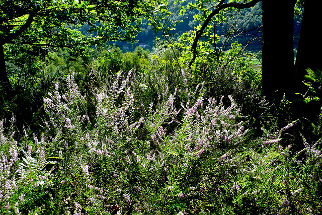 Im Wald und auf der Heide