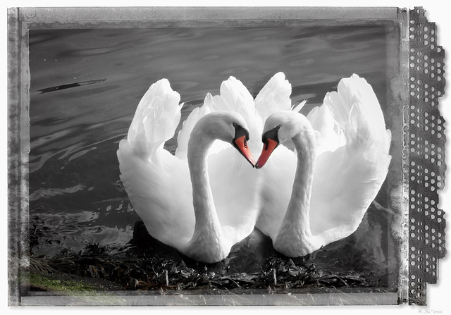 Swans in love ♥