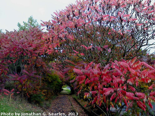 Fall Colors, Picture 29, Haje, Prague, CZ, 2013