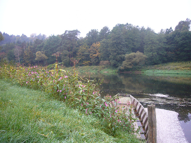 Regenknie in Marienthal