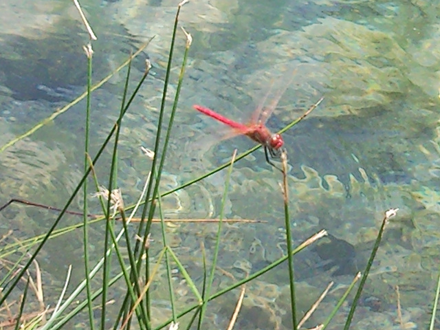 Libélula roja.