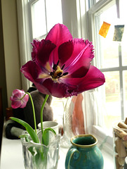 homegrown tulips
