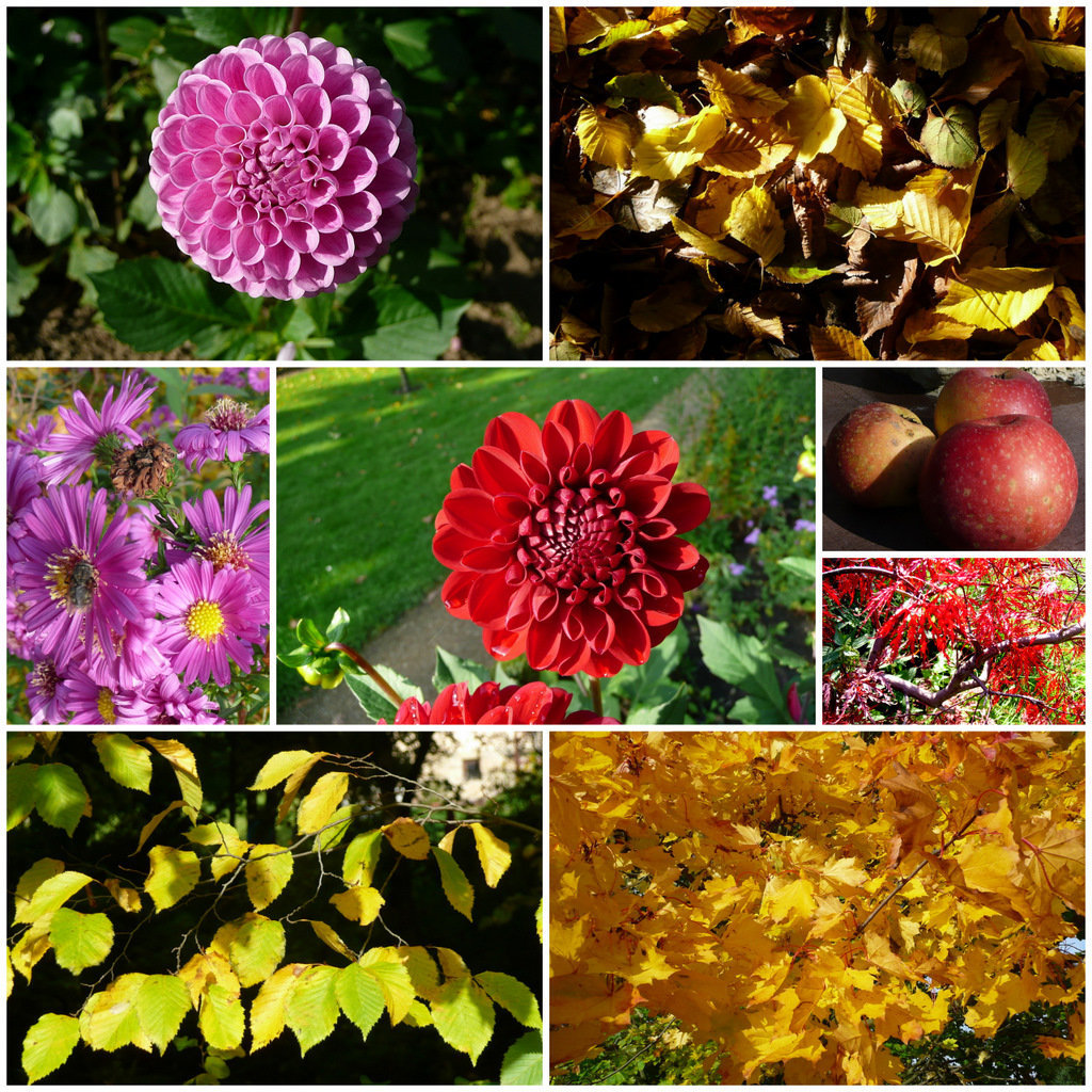 Herbst - Blumen - Blätter - Früchte