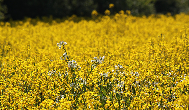 Rapeseed Field