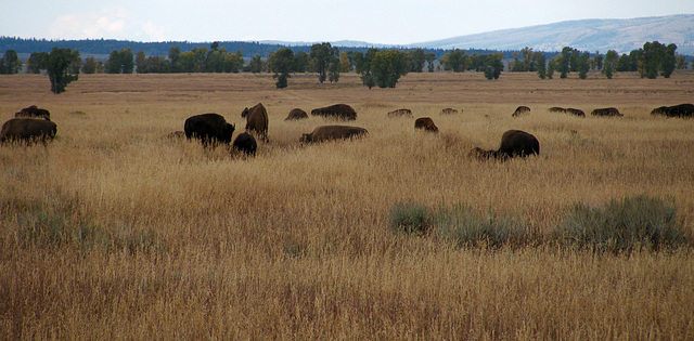 Bison (1579)