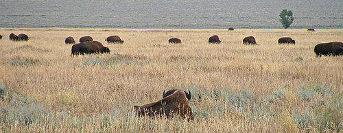 Bison (1582)