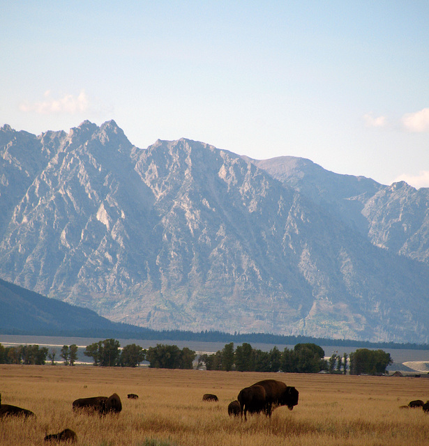 Bison and Tetons (1585)