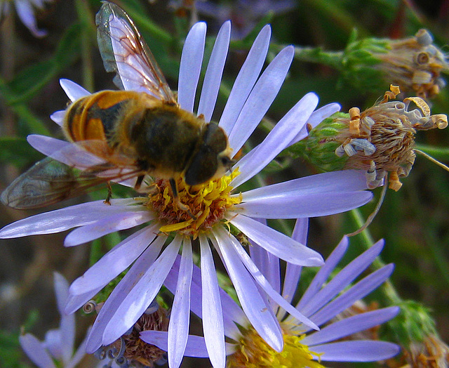 Bee on Flower (3743A)