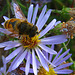 Bee on Flower (3743A)