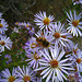 Bee on Flower (3744)
