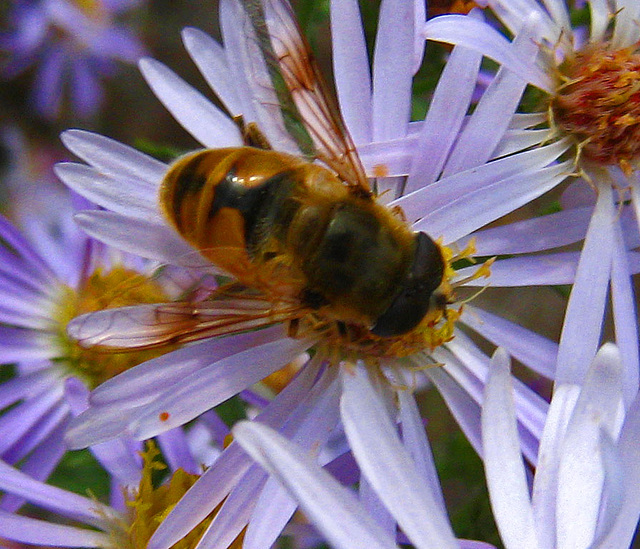 Bee on Flower (3744A)