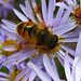 Bee on Flower (3744A)