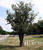 77.ArlingtonNationalCemetery.VA.30August2009