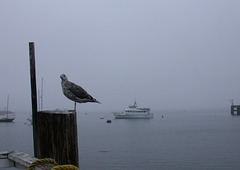 Monterey Fisherman's Wharf 3450a