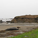 CA-1 Piedras Blancas Elephant Seals 3674a