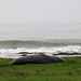 CA-1 Piedras Blancas Elephant Seals 3667a