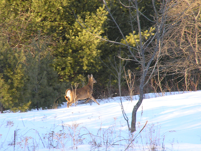 Headed for the treeline