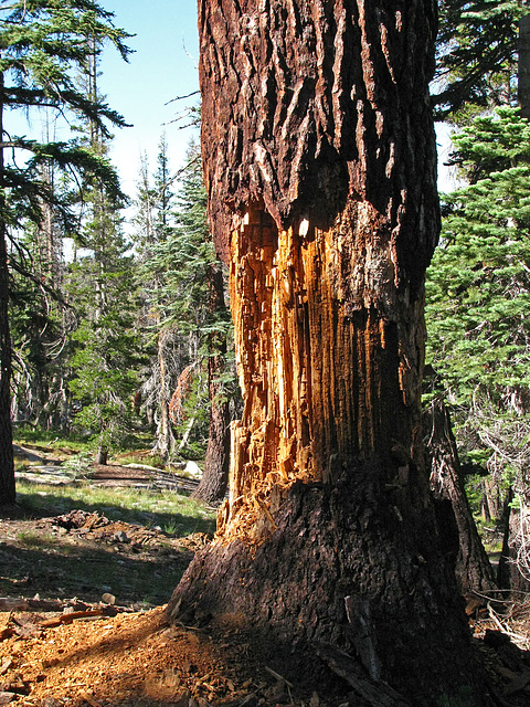 Hiking Out From May Lake (0821)