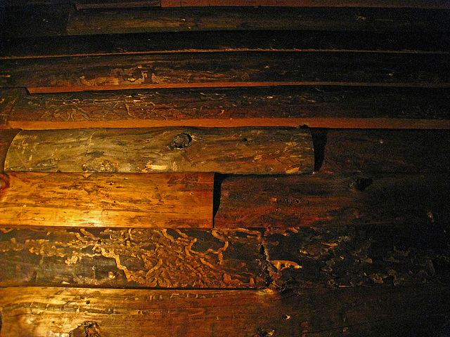 Old Faithful Inn Corridor Ceiling (4358)