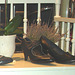 Vitrine et banc podoérotique / Bench footwears window display.   Copenhague  / Copenhagen.  26-10-2008