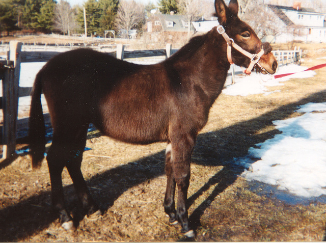 Fargo's first conformation shot