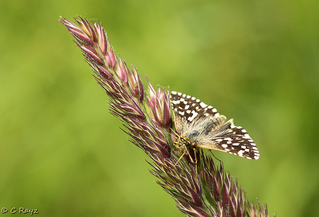 Grizzled Skipper