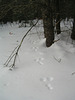 Bunny Tracks