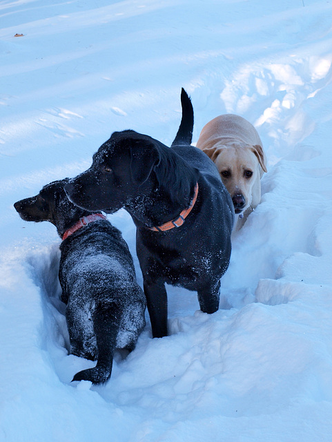 Two and a half labs