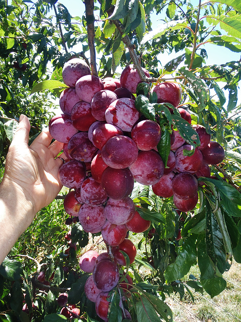 blood plums ripening