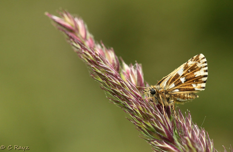 Grizzled Skipper